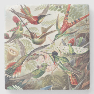 Vintage Ernst Haeckel Colorful Hummingbird Poster Stone Coaster