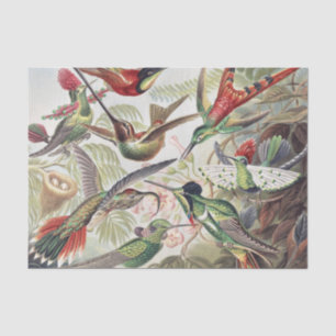 Vintage Ernst Haeckel Colorful Hummingbird Poster Tissue Paper