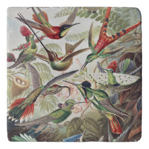 Vintage Ernst Haeckel Colorful Hummingbird Poster Trivet