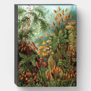 Vintage Ernst Haeckel Flora & Fauna Wooden Box Sign