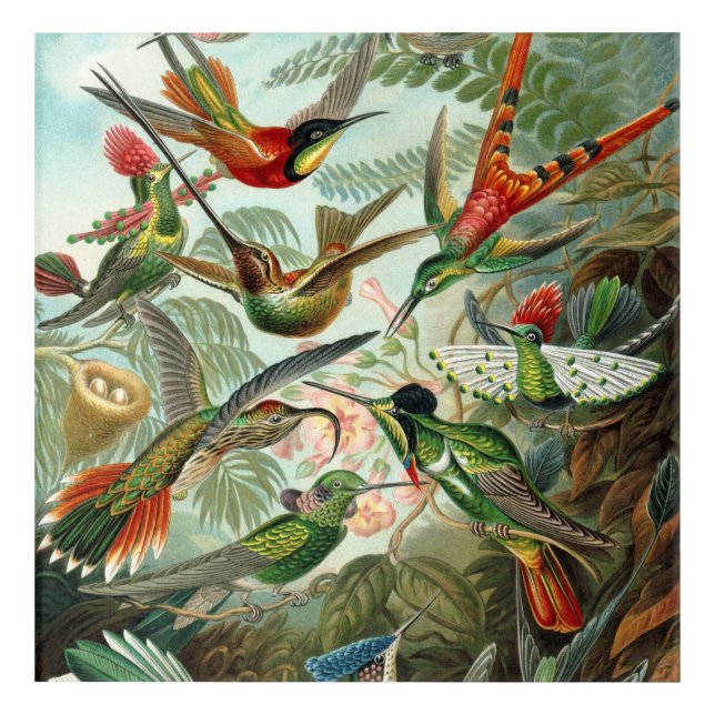 Vintage Ernst Haeckel Hummingbirds  Acrylic Print (Front)