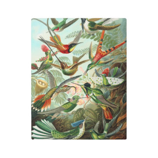 Vintage Ernst Haeckel Hummingbirds Metal Print