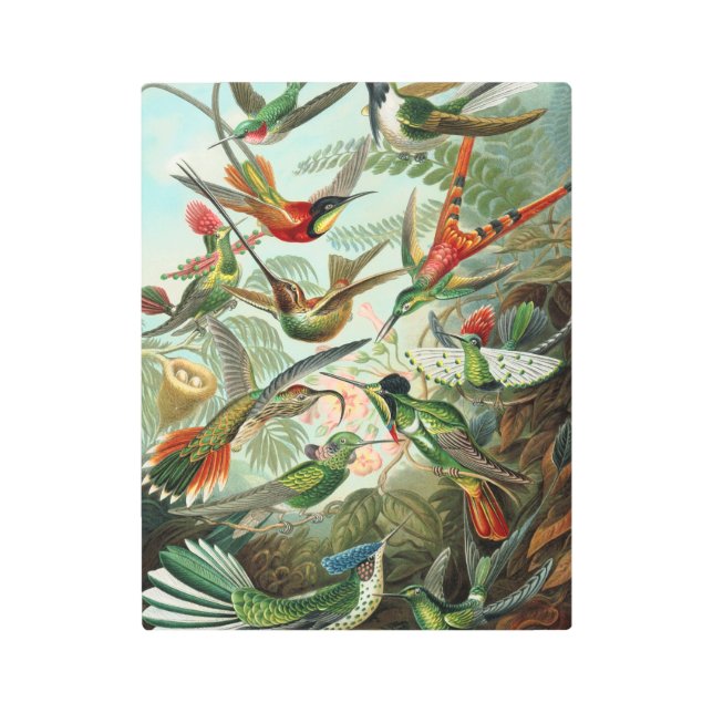Vintage Ernst Haeckel Hummingbirds  Metal Print (Front)
