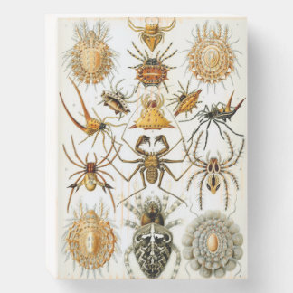 Vintage Ernst Haeckel Insects Wooden Box Sign
