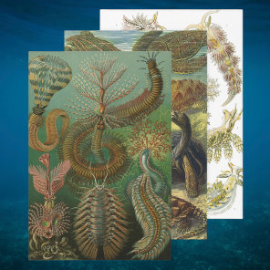 Vintage Ernst Haeckel Marine Life Designs Wrapping Paper Sheets