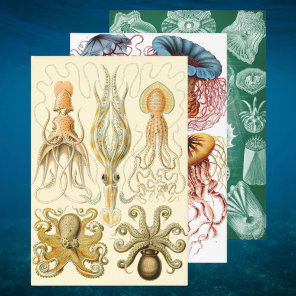 Vintage Ernst Haeckel Marine Life Designs Wrapping Paper Sheets