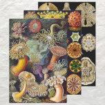 Vintage Ernst Haeckel Marline Life Designs Wrapping Paper Sheets<br><div class="desc">Vintage illustration marine life biology designs by Ernst Haeckel. Sheet 1: A variety of colorful sea anemone animals (actiniae) found in the oceans. They are named Anemones after the flower. Sheet 2: A variety of colorful invertebrate filter feeders animals (ascidia) often found in the oceans. Sheet 3: A variety of...</div>