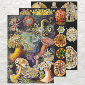 Vintage Ernst Haeckel Marline Life Designs Wrapping Paper Sheets