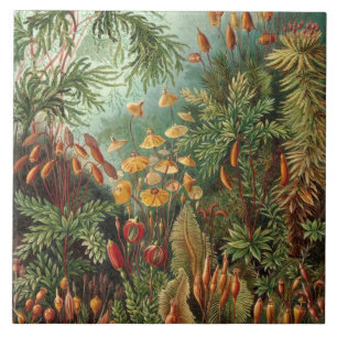 Vintage Ernst Haeckel Mosses Ceramic Tile