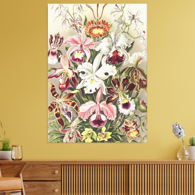 Vintage Ernst Haeckel Orchid Botanical Print (Insitu(LivingRoom))