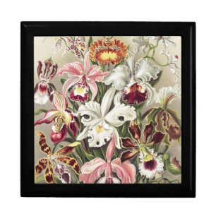 Vintage Ernst Haeckel Orchid Botanical Print Gift Box