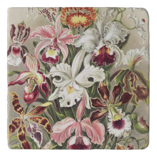 Vintage Ernst Haeckel Orchid Botanical Print Trivet