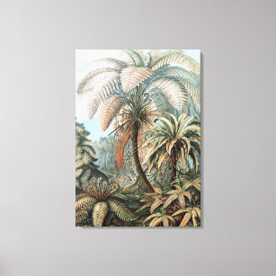 Vintage Ernst Haeckel Palm Trees Poster Canvas Print