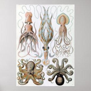 Vintage Ernst Haeckel Squids and Octopus Poster