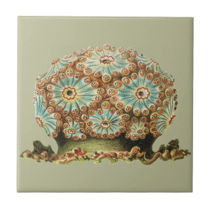 Vintage Ernst Haeckel Teal Orange Sea Life Ceramic Tile