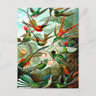 Vintage Ernst Haeckels Kunstformen der Natur, Bird Postcard