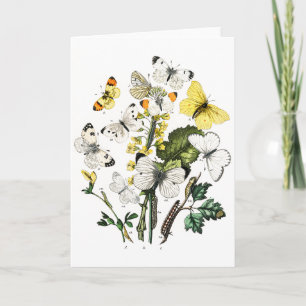 Vintage European Butterflies Card