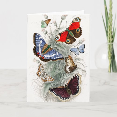 Vintage European Butterflies Card