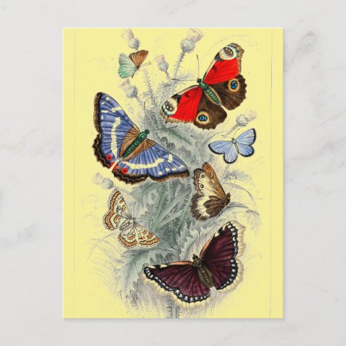 Vintage European Butterflies Illustration Postcard
