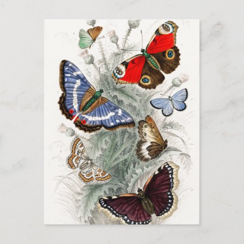 Vintage European Butterflies Postcard