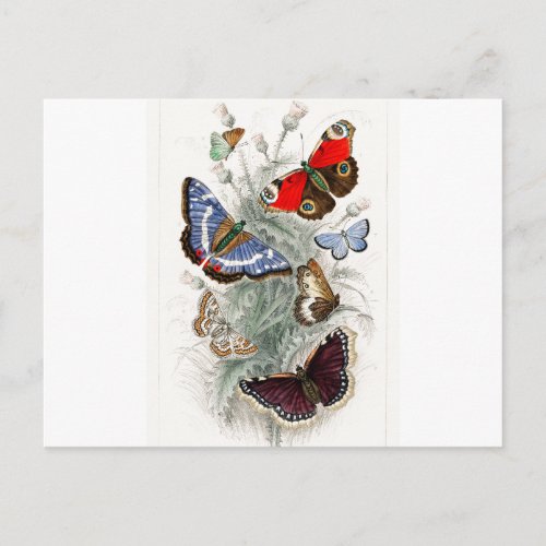 Vintage European Butterflies Postcard