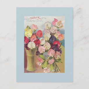 Vintage Excelsior Collection of Assorted Sweetpeas Postcard