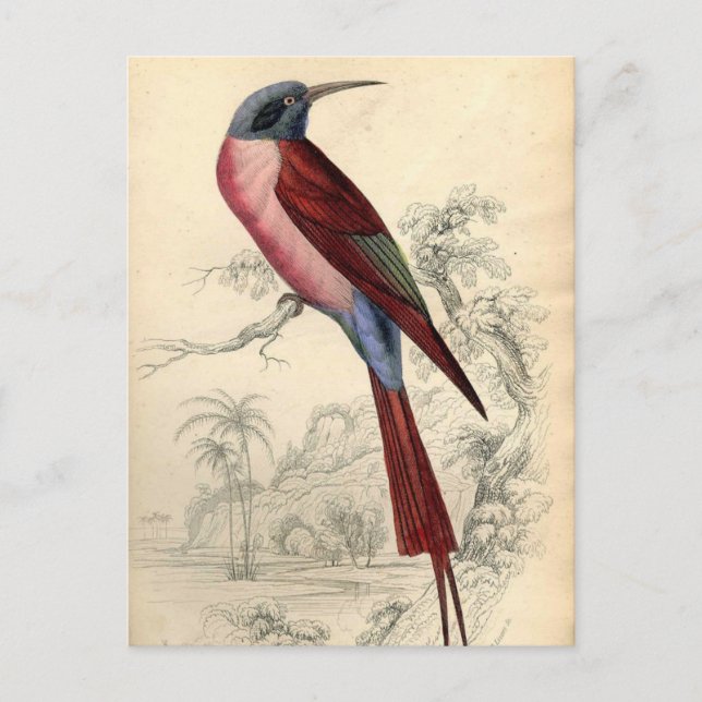 Vintage Exotic Bird Postcard (Front)