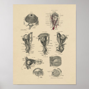 Vintage Eye Anatomy 1880 Print