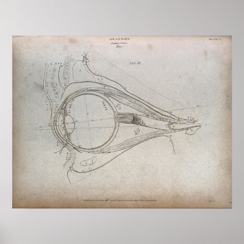 Vintage Eye Diagram Etching Print Poster