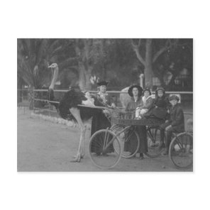 Vintage Family in Ostrich Drawn Carriage Postcard