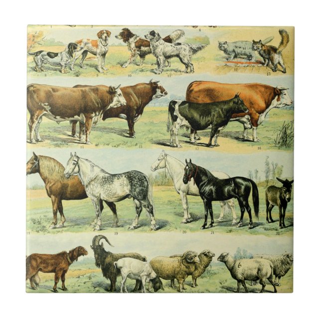 Vintage Farm Animal Print Ceramic Tile (Front)
