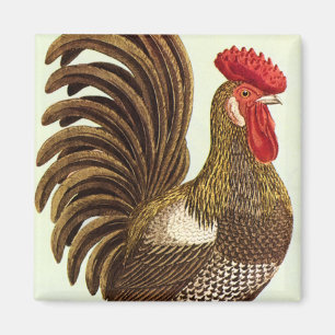Vintage Farm Animals Chickens, Proud Rooster Magnet