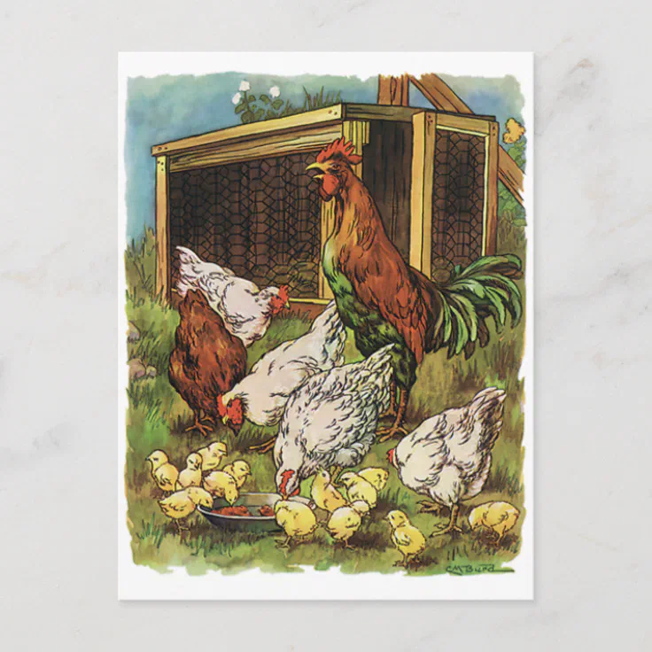 K vintage unused rooster hen pheasent pheasant postcard 