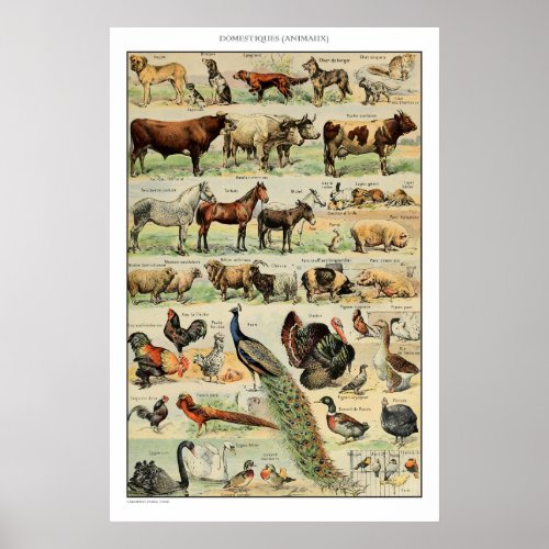 Vintage Farm Animals Vintage Scientific Education Poster