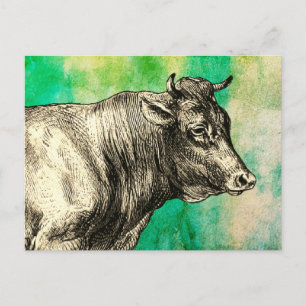 Vintage Farm Cow Bull Image Postcard