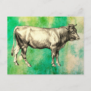 Vintage Farm Cow Bull Image Postcard