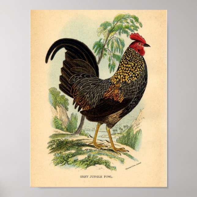 Vintage Farming Victorian Print Rooster (Front)