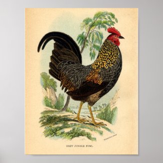 Vintage Farming Victorian Print Rooster