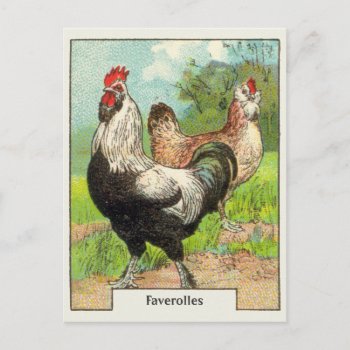 Vintage Faverolles Chicken Postcard by Kinder_Kleider at Zazzle