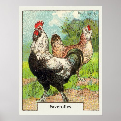 Vintage Faverolles Chicken Poster