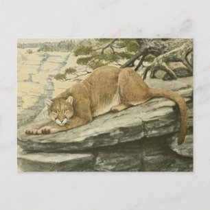 Vintage Felis Couguar (Mountain Lion) Postcard