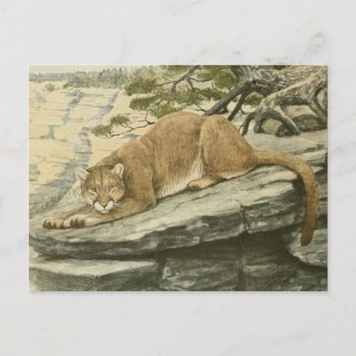 Vintage Felis Couguar Mountain Lion Postcard