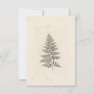 Vintage Fern Correspondence Woodland Forest Nature Note Card