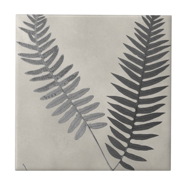 Vintage Ferns Ceramic Tile (Front)