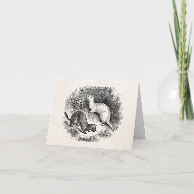 Vintage Ferret 1800s Ferrets Weasels Minks Card (Front)