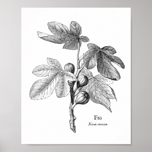 Vintage Fig Botanical Illustration Poster