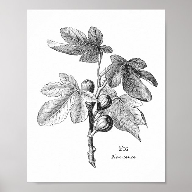Premium Vector | Fig drawing ripe fruit sketch color doodle