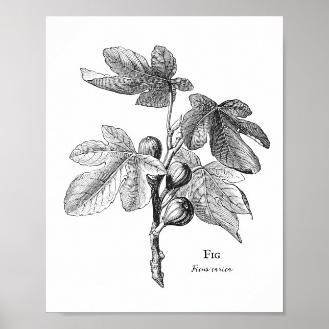 Vintage Fig Botanical Illustration Poster (Front)