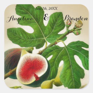 vintage Fig orchard wedding Square Sticker