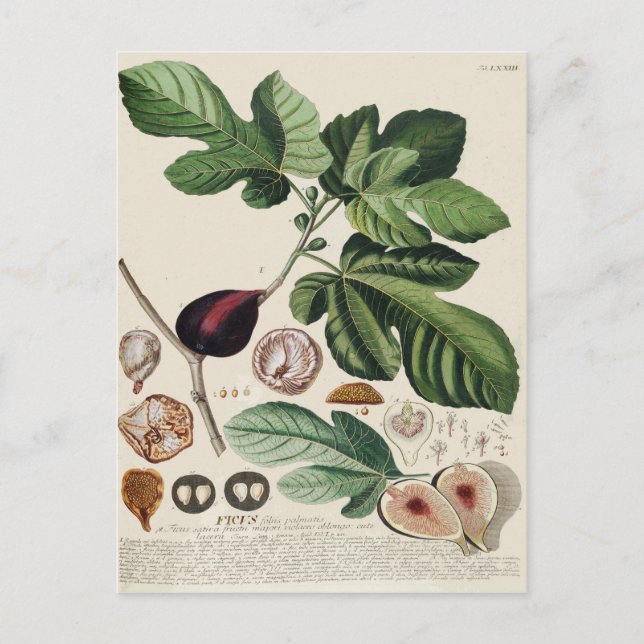 Vintage Figs Botanical Print Postcard (Front)